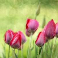 Spring tulips