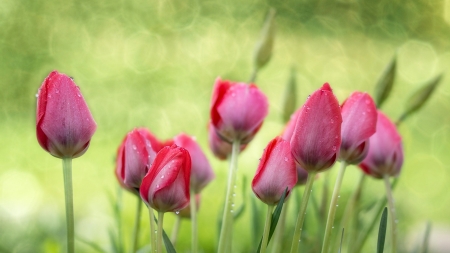 Spring tulips - flowers, tulips, green, grass, pink