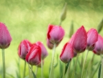 Spring tulips