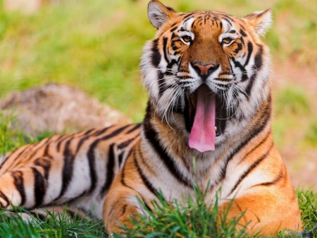 Bengal Tiger - animal, bengal tiger, grass, field, tiger