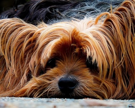 Yorkshire Terrier - muzzle, animal, cute, shaggy, yorkshire, dog