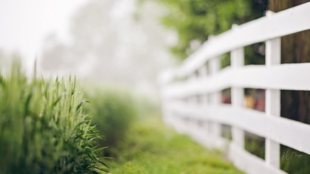 The White Fence - summer, spring, comfort, grass, fresh, home, fence, yard, green