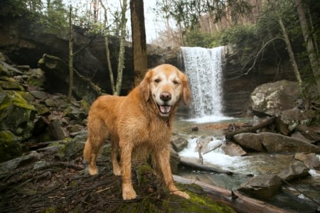 Cucumber Falls, Ohiopyle State Park, Pennsylvania - usa, dog, waterfalls, nature