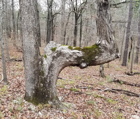 Trail marker tree - nature, outdoors, photogrphy, hiking