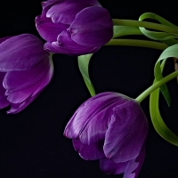 purple tulips