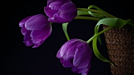 purple tulips - stem, tulips, flower, leaf