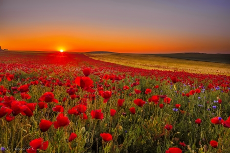 Sunrise between poppies - pretty, poppies, summer, amazing, beautiful, sunrise, flowers, field, between, sky