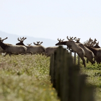 Herd of tule elk