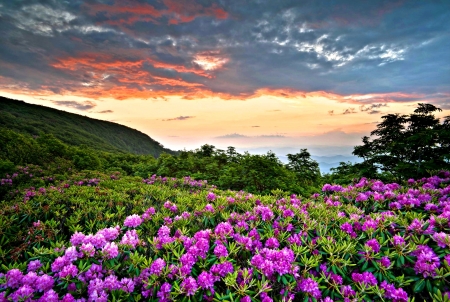 Blooming Rhododendron - Rhododendron, Nature, Sky, Meadow