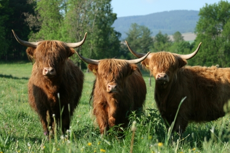 Highlanders - looking, cattle, landscape, meadow, horns