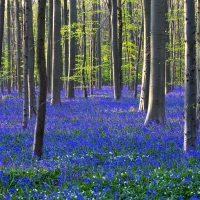 The Blue Forest