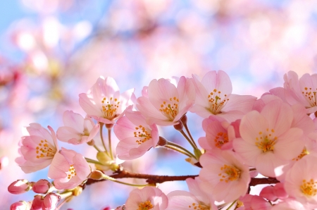 Cherry blossoms - fragrance, blooms, flowering, cherry, lovely, spring, pretty, blossoms, beautiful, pink, scent, tree