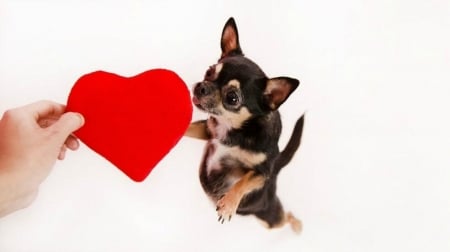 Mine! - heart, dog, white, animal, hand, funny, red, valentine, cute, caine, puppy, card