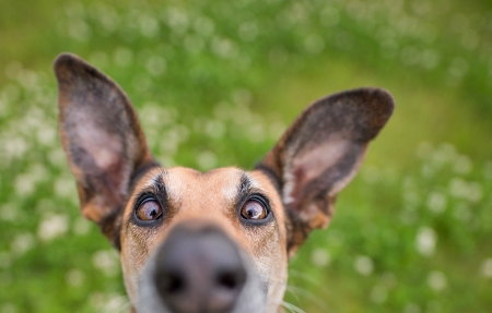 I see you! - eyes, summer, funny, face, caine, wieselblitz, dog, animal, green, cute, elke vogelsang