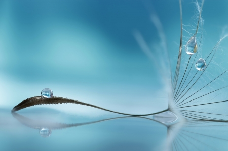 Dandelion seed and water drops - white, macro, close-up, dandelion, water drops, blue, luminos, seed