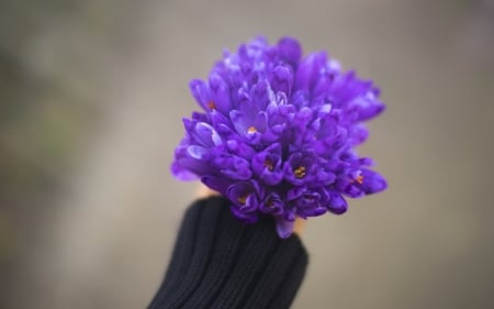 For you! - flower, purple, black, bouquet, spring, hand, crocus