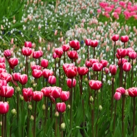 Pink Tulips in Keukenhof Gardens