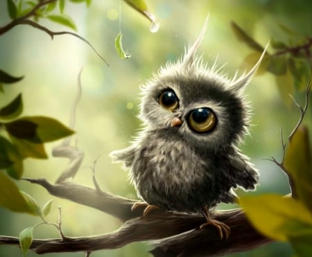 Little owl