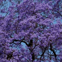 Flowering Jacaranda Tree in Spring