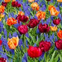 Vivid Tulips and Grape Hyacinth