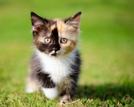 Pretty Kitten - pretty, cat, animal, grass, ground, kitten