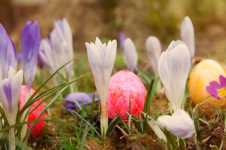 Easter Decoration - eggs, blossoms, garden, spring, crocus