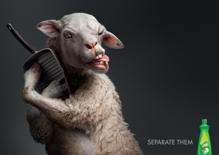 Separate them - sheep, humour, animal, oaie, funny, commercial, pan, add