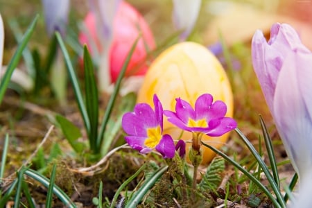 Easter Garden - eggs, flowers, blossoms, spring