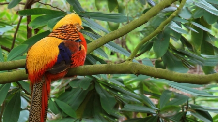 Colorful Tropical Bird - bird, trees, branch, animal, forest