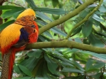 Colorful Tropical Bird