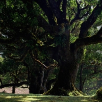 forest trees