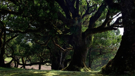 forest trees - nature, fun, trees, forest, cool