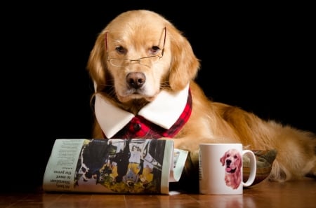 Morning news - morning, glasses, golden retriever, funny, black, cup, caine, dog, paper, animal, cute