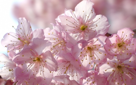 Spring - blossom, spring, flower, pink