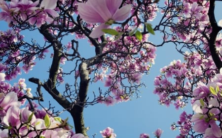 Magnolia - skin, pink, branch, blue, magnolia, texture, flower, spring