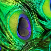 Peacock feathers