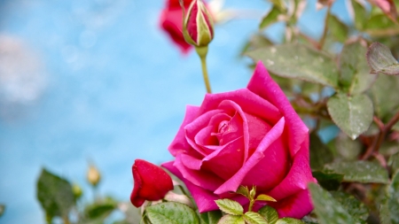 Beautiful Rose - flowers, red, nature, rose