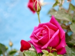 Beautiful Rose