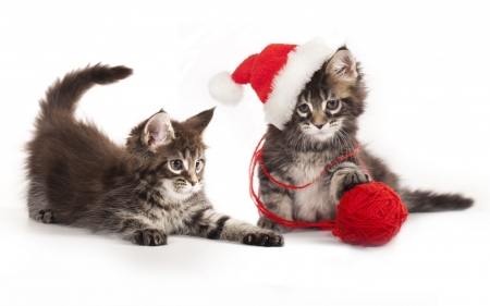 Kittens - hat, wool, ball, pisca, cat, christmas, santa, animal, craciun, kitten, red, cute, couple