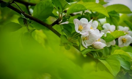 Apple blossoms - blooms, flowering, lovely, spring, blossoms, pretty, beautiful, tree, apple