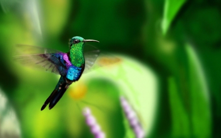 flying humming bird - flying, humming, birds, beautiful