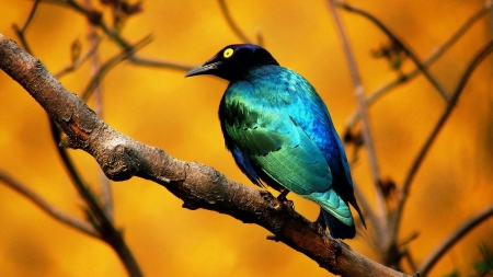 beautiful bird - bird, colorful, blue, beautiful