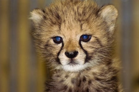 sweet baby - face, cheetah, baby, cats