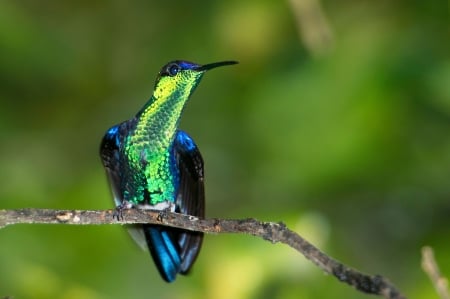 amazing hummingbird - green, color, hummingbird, beautiful