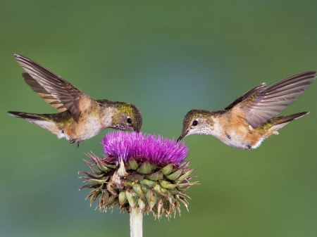 two hummingbirds - eating, hummingbirds, flower, two