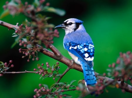 blue bird - bird, branch, sitting, blue