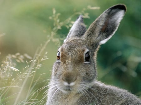 bunny - rabbit, life, wild, animals, bunny