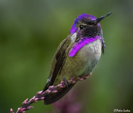 beautiful bird - colorful, purple, bird, pink