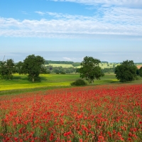 Poppy Field