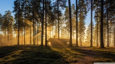 A Wooden House, Forest - forests, trees, nature, woods